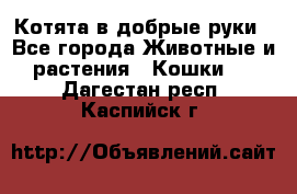 Котята в добрые руки - Все города Животные и растения » Кошки   . Дагестан респ.,Каспийск г.